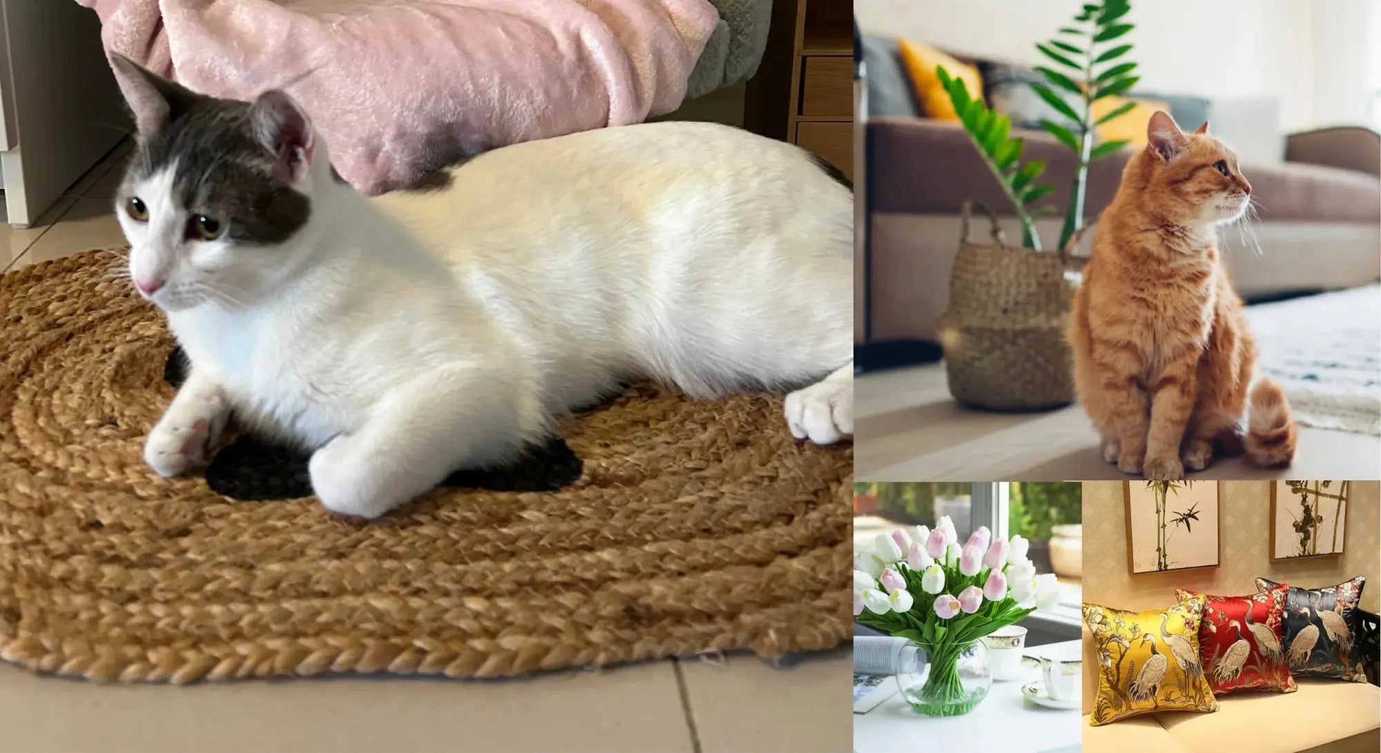 The best cat-friendly home decor items to keep your house looking good and keeping your cat safe - MAIA HOMES