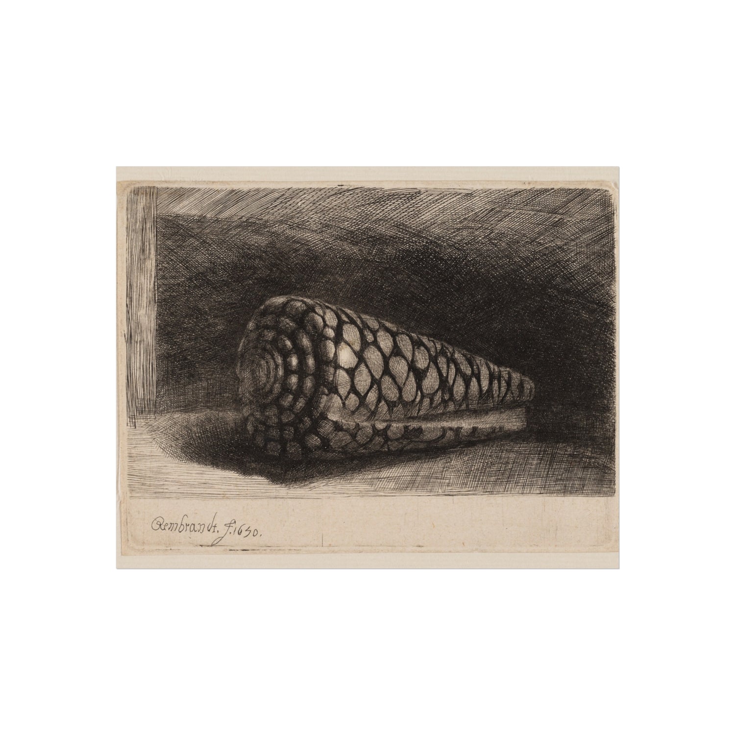 Rembrandt van Rijn - The Shell | Fine Art Poster