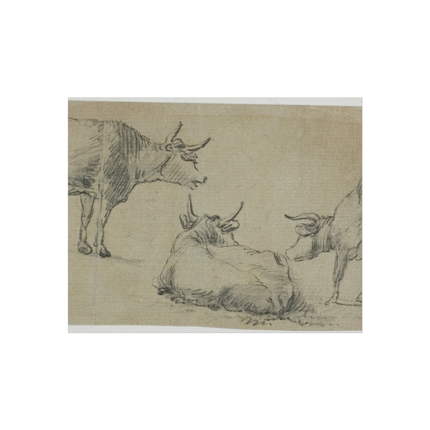 Aelbert Cuyp - Three Sketches of Cows | Fine Art Poster
