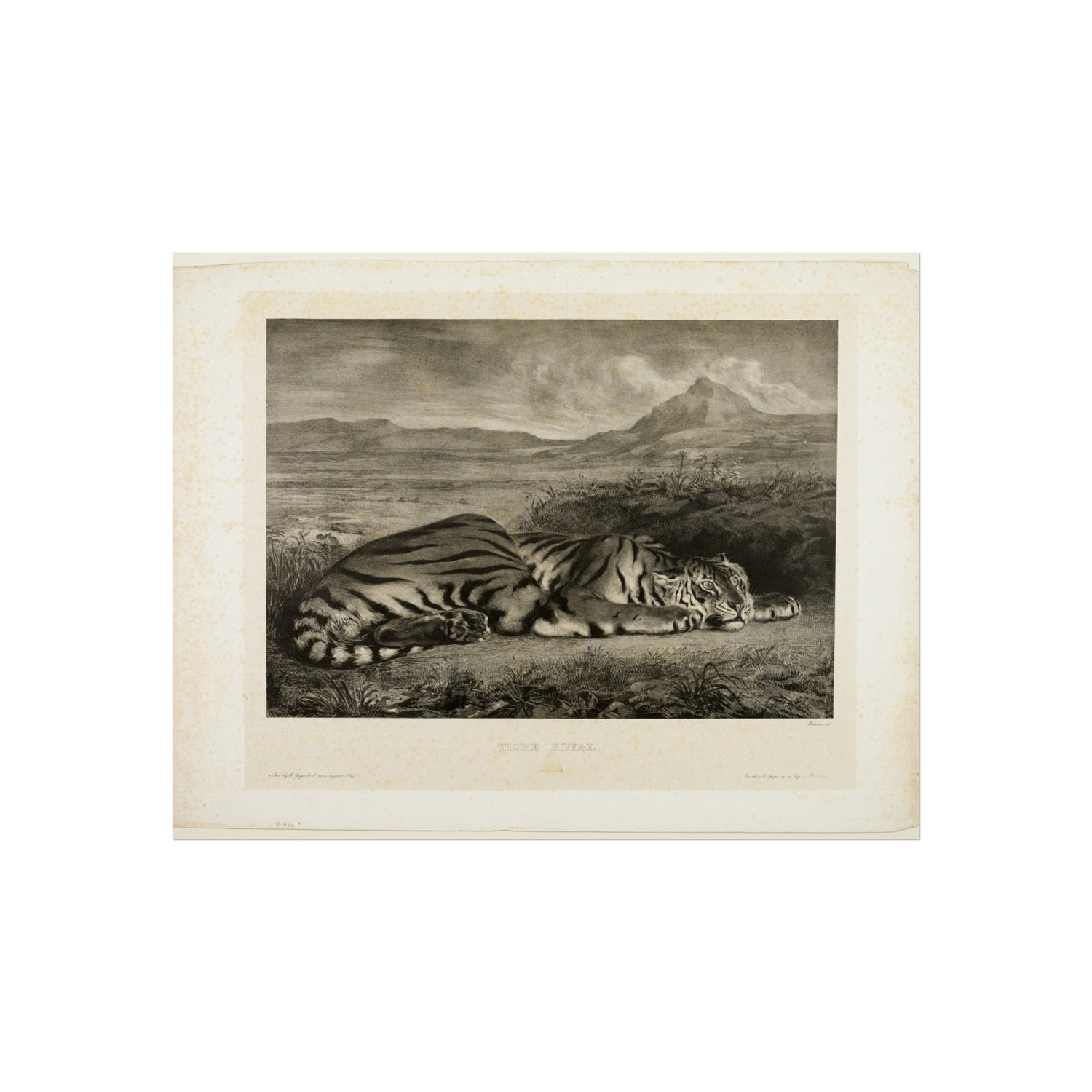 Bengal Tiger - Eugène Delacroix Fine Art Poster