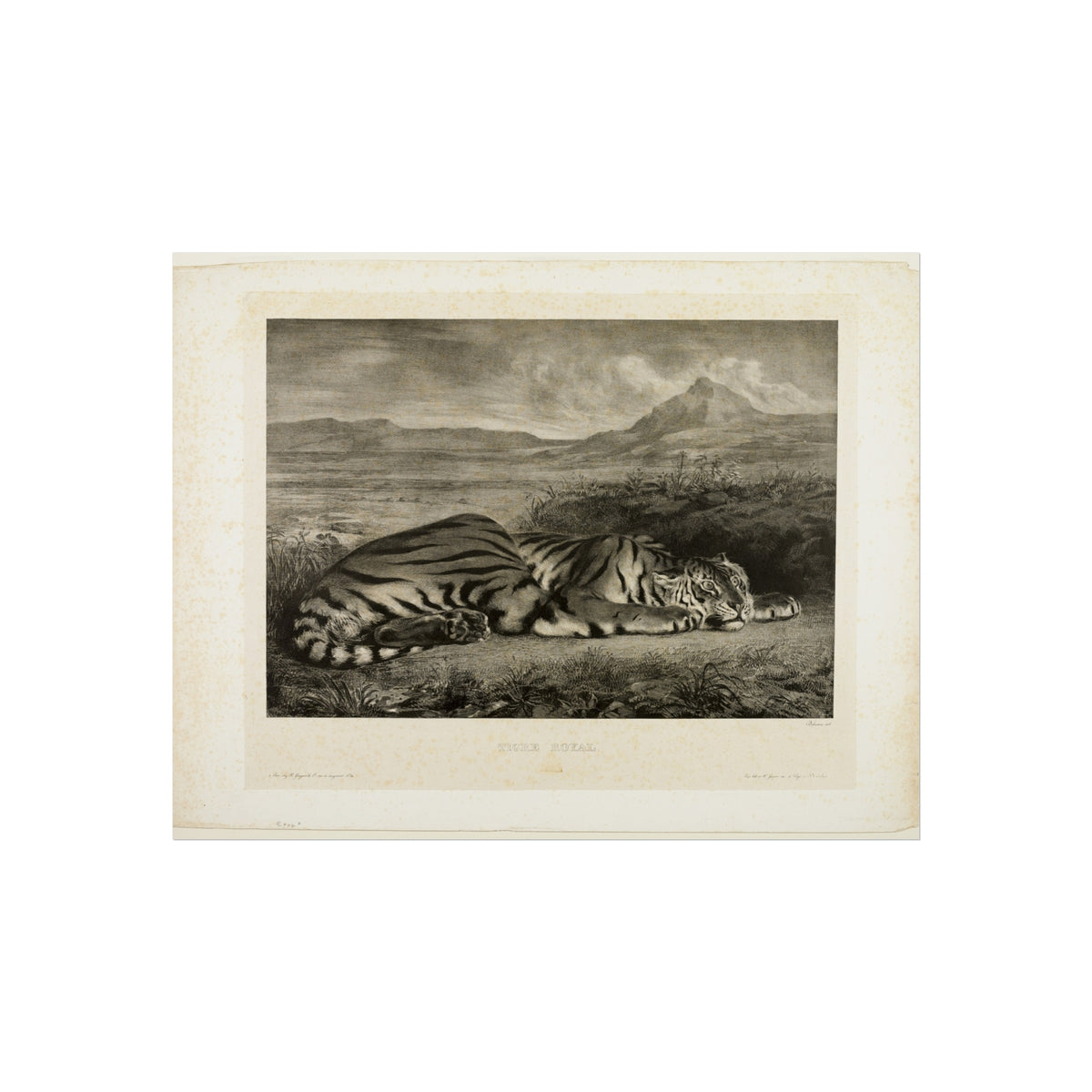 A vintage monochrome etching print of a resting tiger in a landscape, mounted on a cream-colored paper border against a white background.