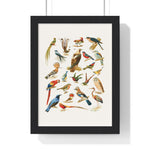 22 Bird Species Premium Framed Wall Art