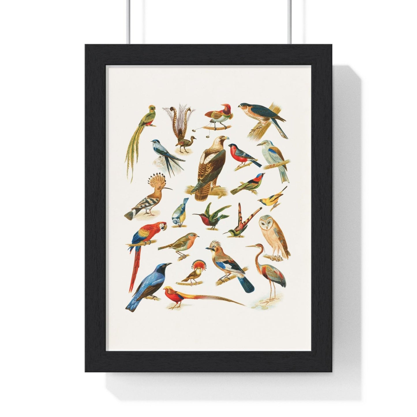 22 Bird Species Premium Framed Wall Art - MAIA HOMES