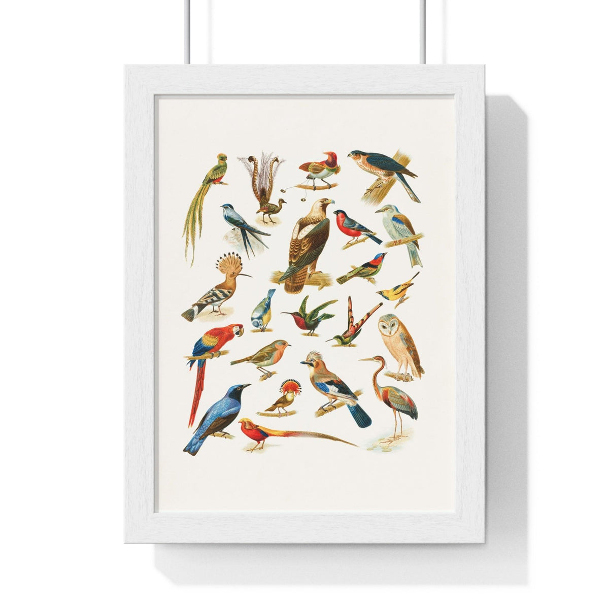 22 Bird Species Premium Framed Wall Art