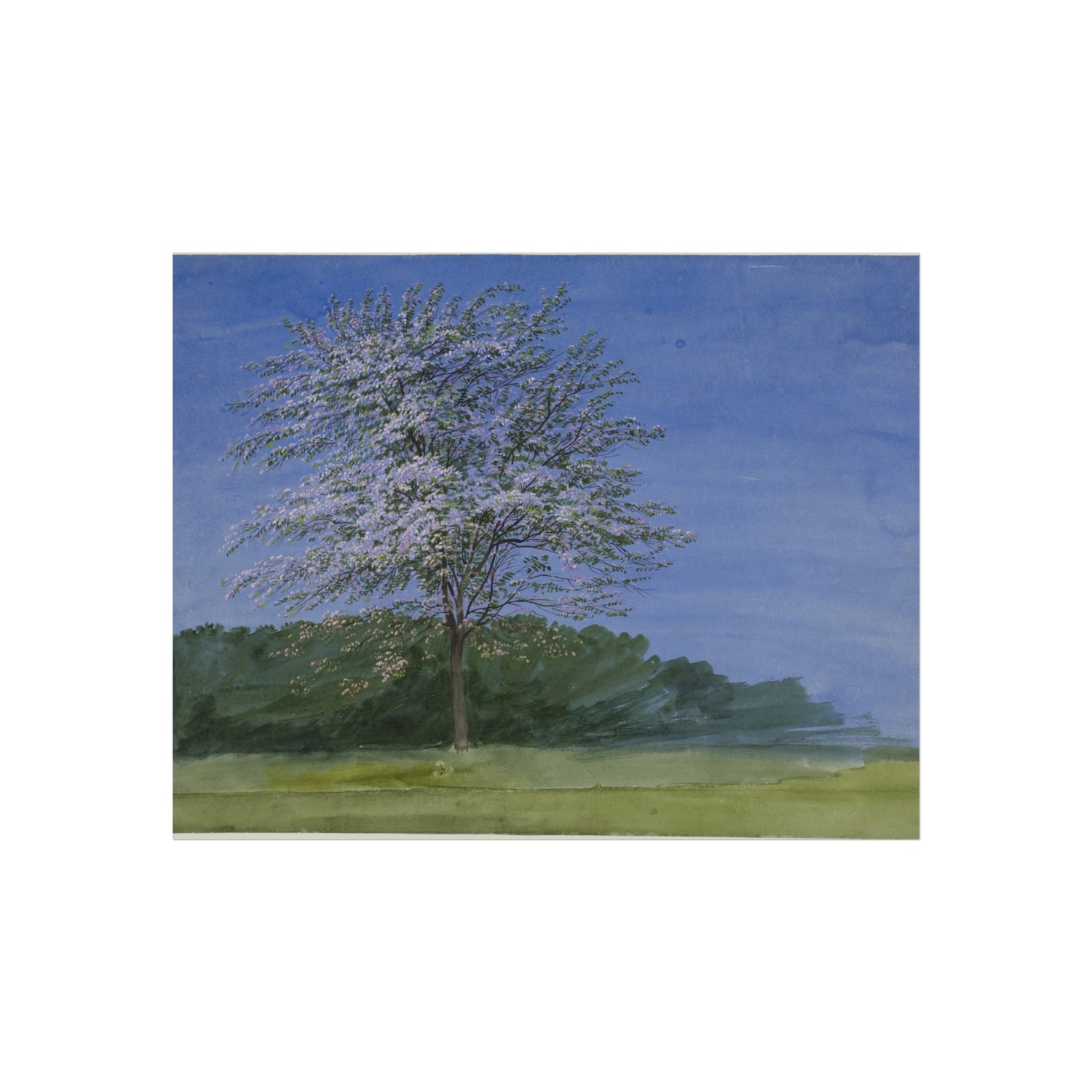 Study of a Tree in Bloom - William Turner Fine Art Poster
