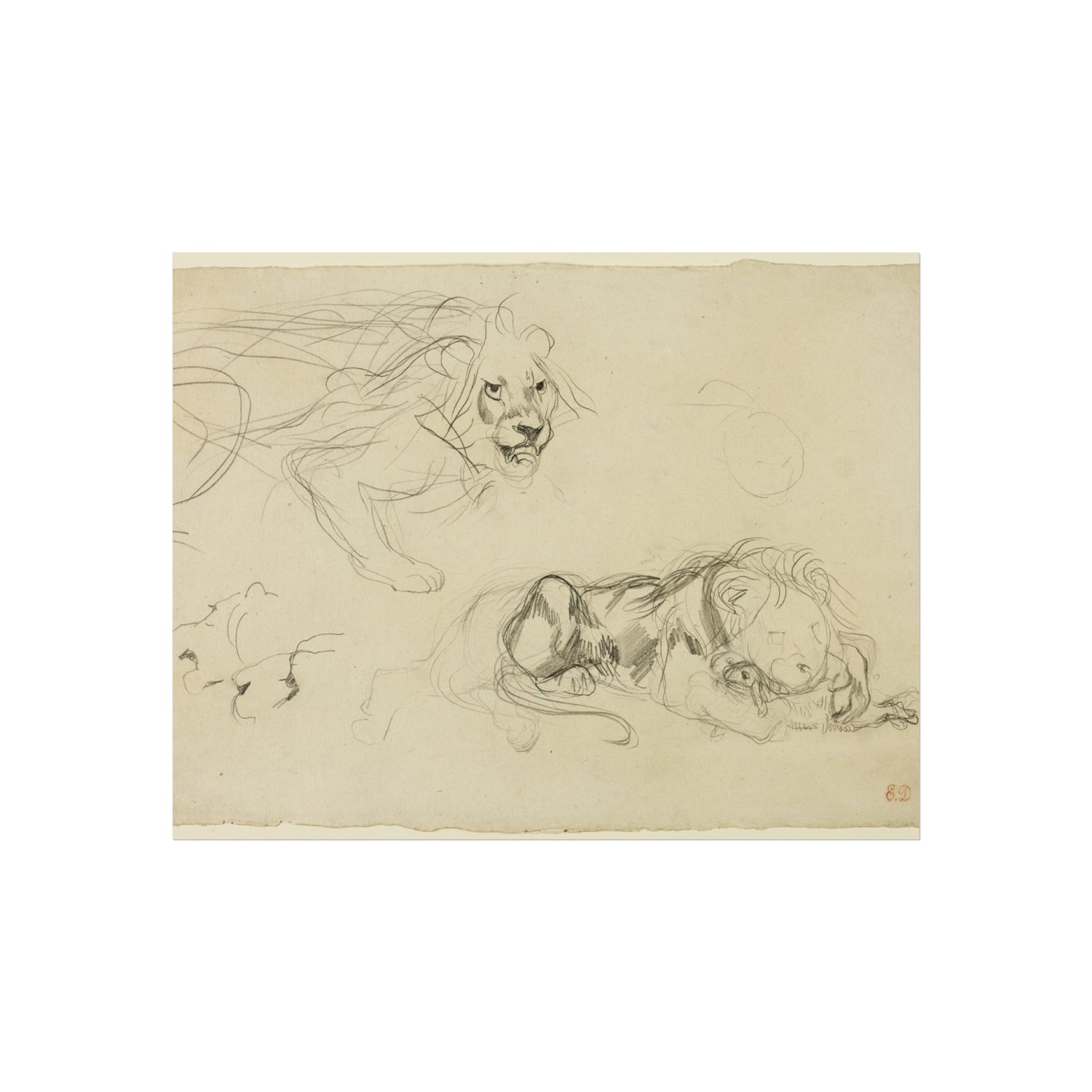 Studies of Lions - Eugène Delacroix Fine Art Poster