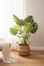 A potted monstera plant with large green leaves in a woven straw basket, placed on a light wood floor in a bright room with sheer curtains and a cream throw blanket.