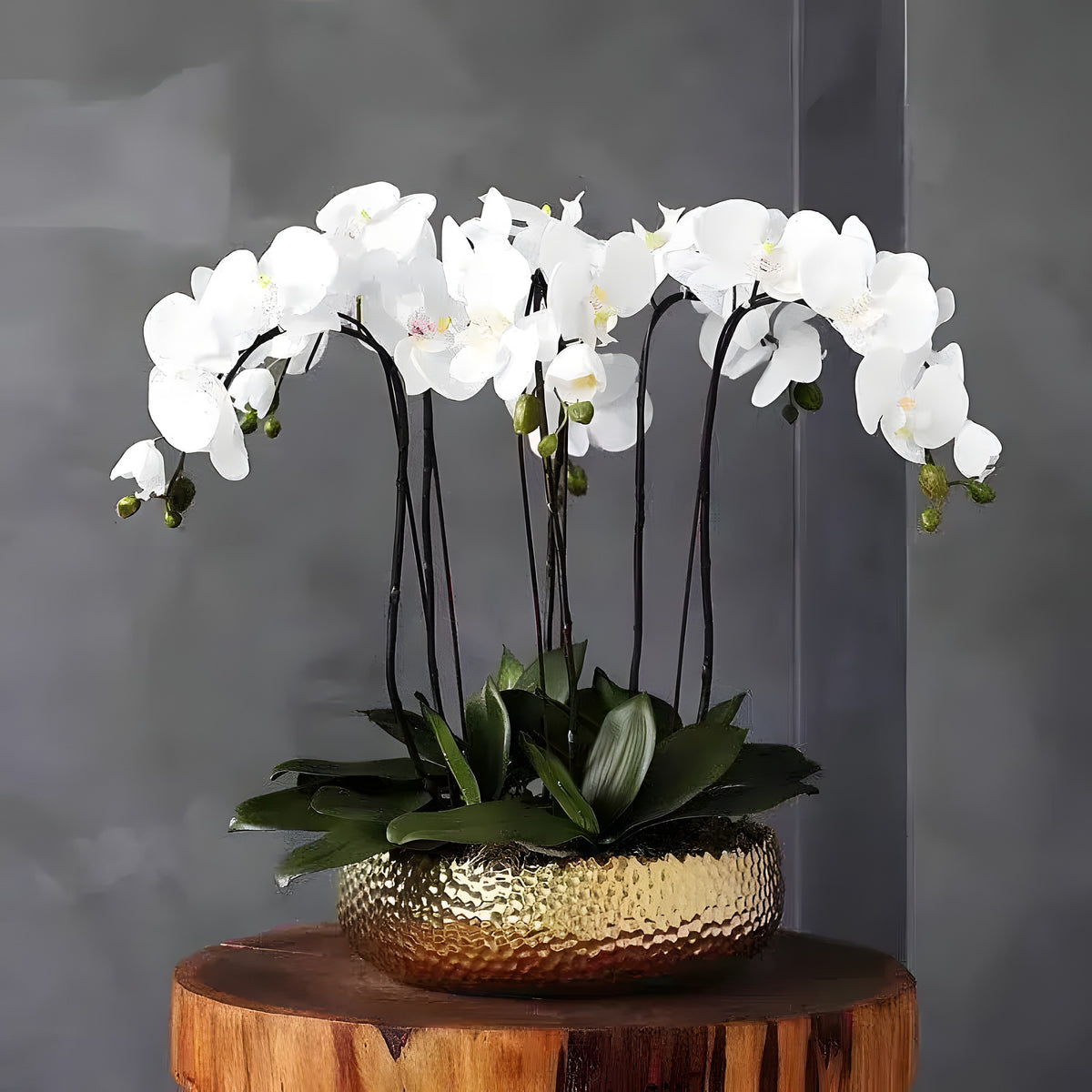 Six-stem white phalaenopsis orchid arrangement in hammered gold low bowl on wooden stump, grey wall