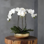 3 Stems White Phalaenopsis in Golden Ceramic Pot, three arching white orchid stems in a shiny gold round planter