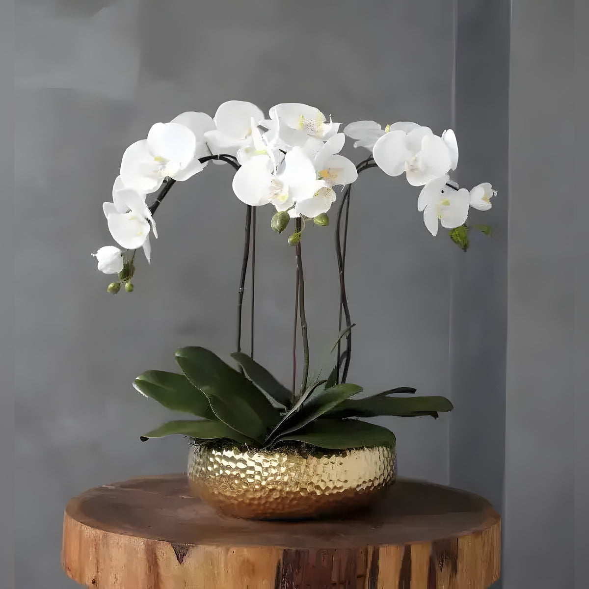 3 Stems White Phalaenopsis in Golden Ceramic Pot, three arching white orchid stems in a shiny gold round planter