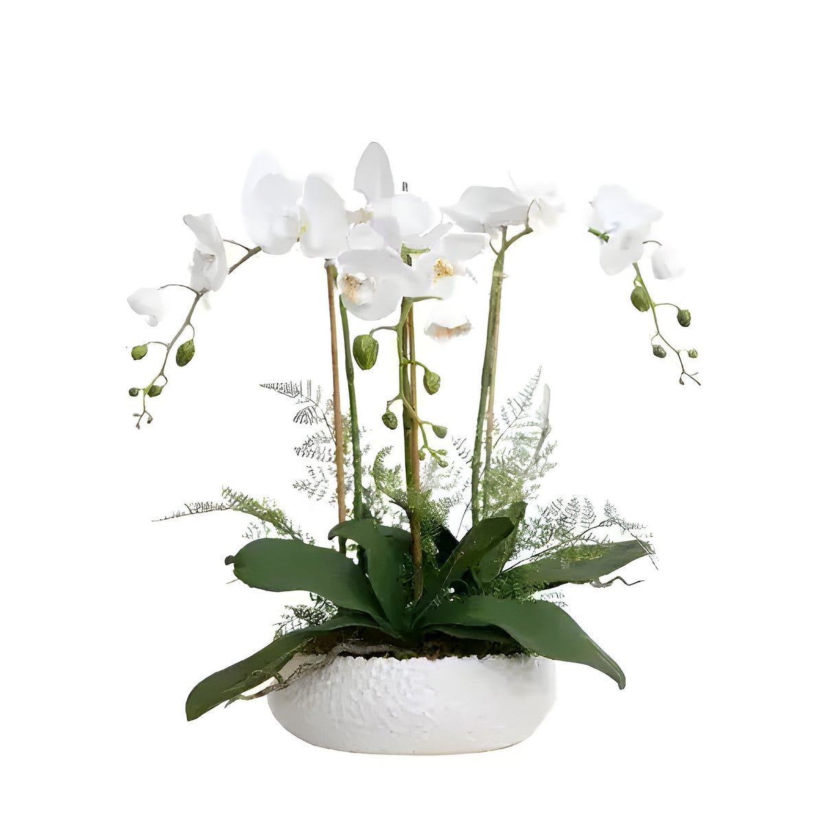 Three-stem white phalaenopsis orchid arrangement in white textured ceramic bowl with green fern, white background