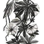 Canarina Campanula Print — black and white botanical vine with palmate leaves and open bell flowers