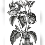 Calonyction Diversifolium Sulfureum Print — black and white botanical vine with trumpet blooms and leaves