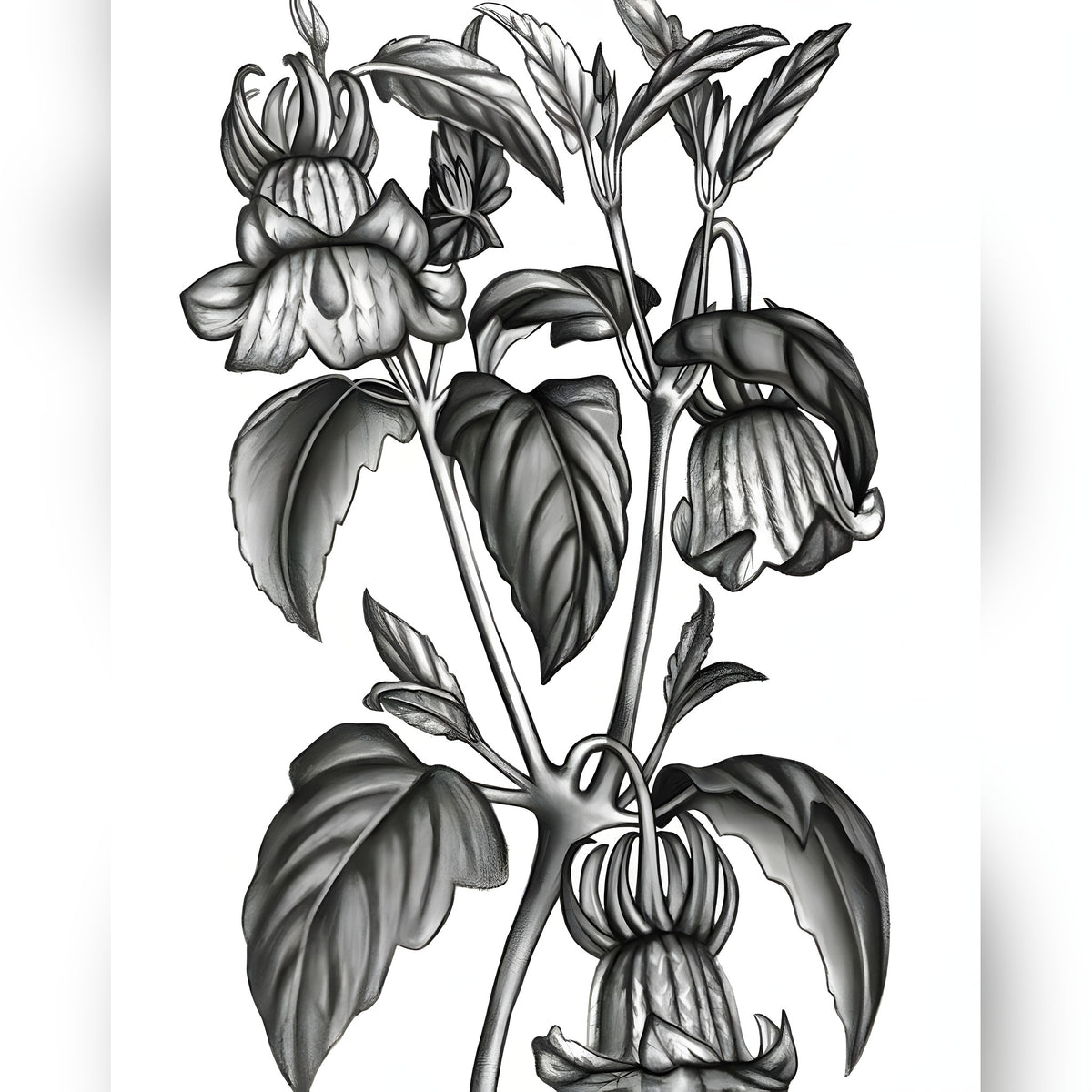 Calonyction Diversifolium Sulfureum Print — black and white botanical vine with trumpet blooms and leaves