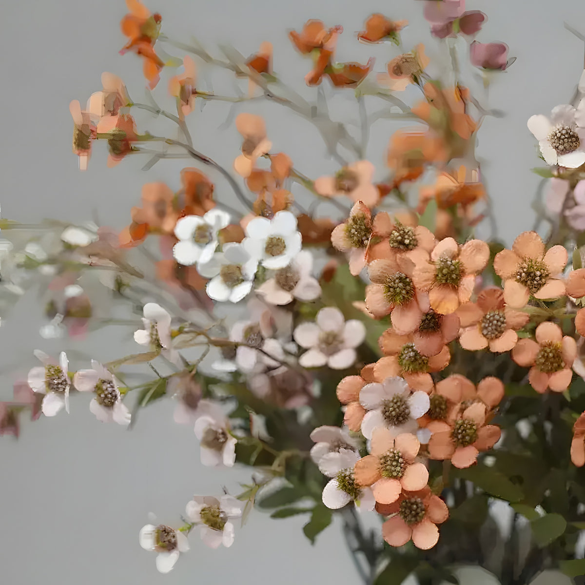 Autumn plum blossom stems close-up, mixed peach-orange and white small flowers on branching stems, grey background
