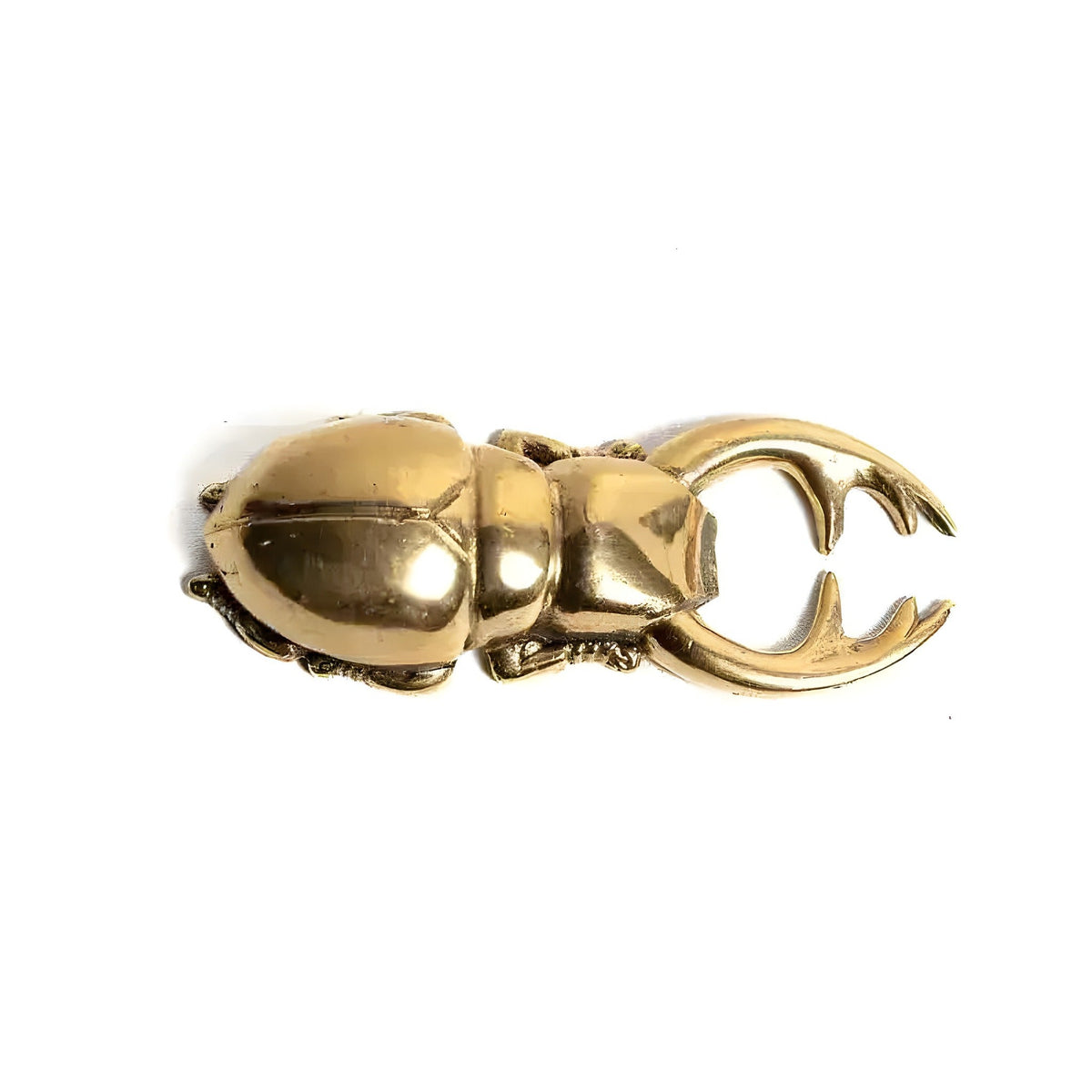 Polished brass stag beetle bottle opener top view, rounded shiny body with open pincer mandibles