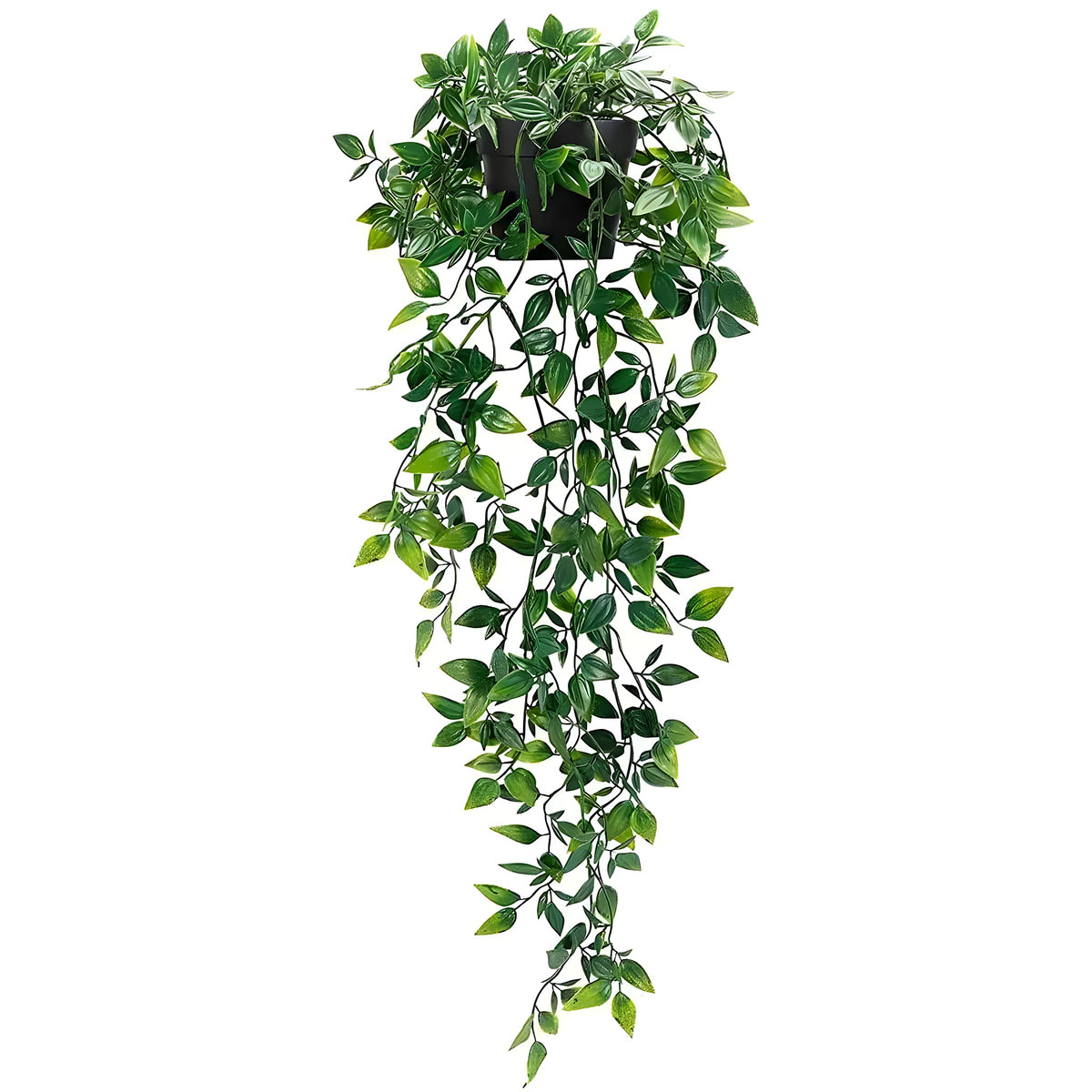 Artificial hanging potted plant in black plastic pot on white background, long cascading variegated green-and-white leaves