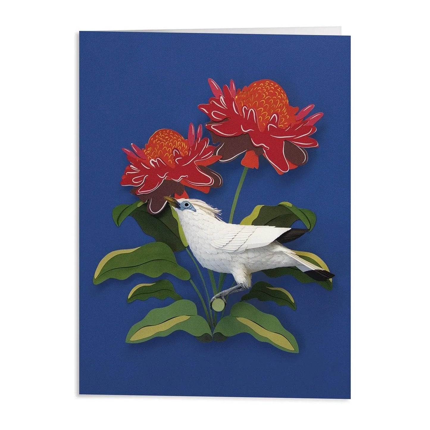 Birds of the World Greeting Assortment Notecard Set Birds of the World Greeting Assortment Notecard Set 