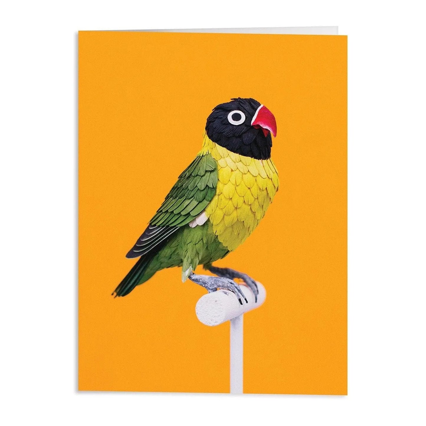 Birds of the World Greeting Assortment Notecard Set 