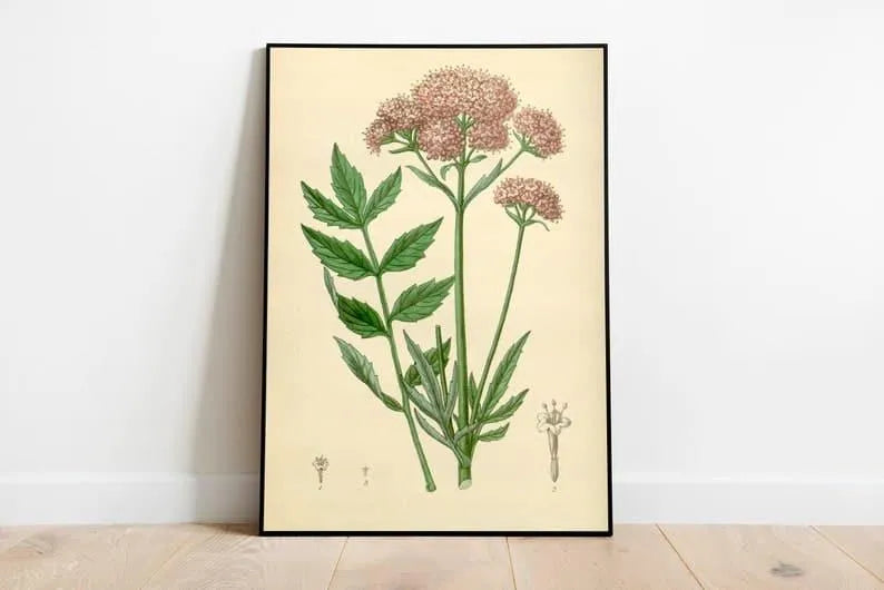 Valerian Flower Wall Print| Botanical Wall Art