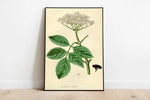 Black Elderberry Flower Wall Print| Botanical Art