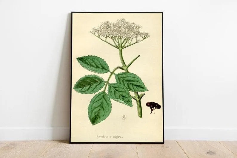 Black Elderberry Flower Wall Print| Botanical Art