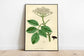 Black Elderberry Flower Wall Print| Botanical Art