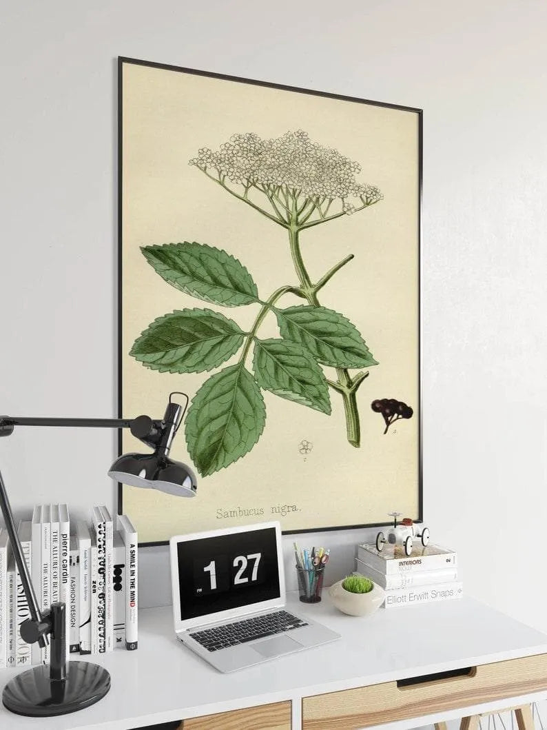 Black Elderberry Flower Wall Print| Botanical Art