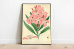 Oleander Flower Wall Print| Botanical Wall Art