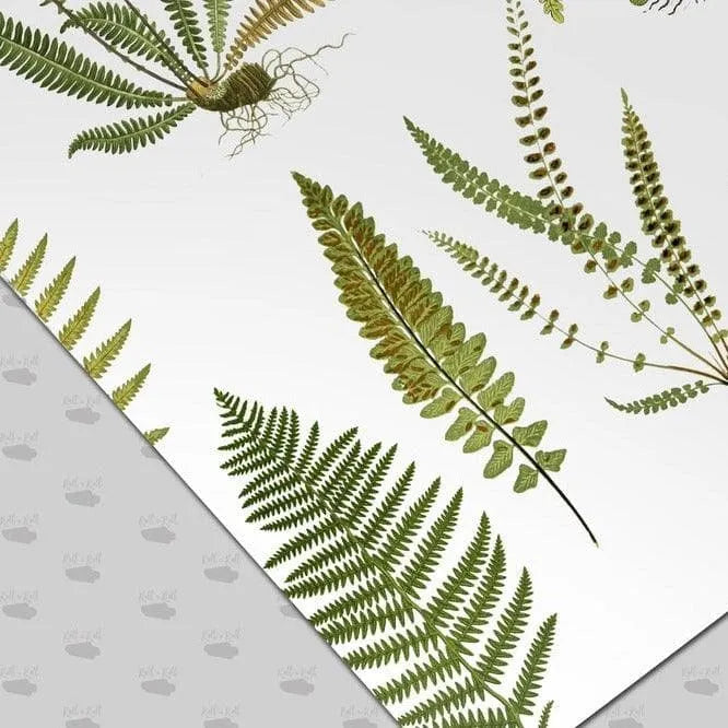 Green and White Ferns Botanical Wallpaper