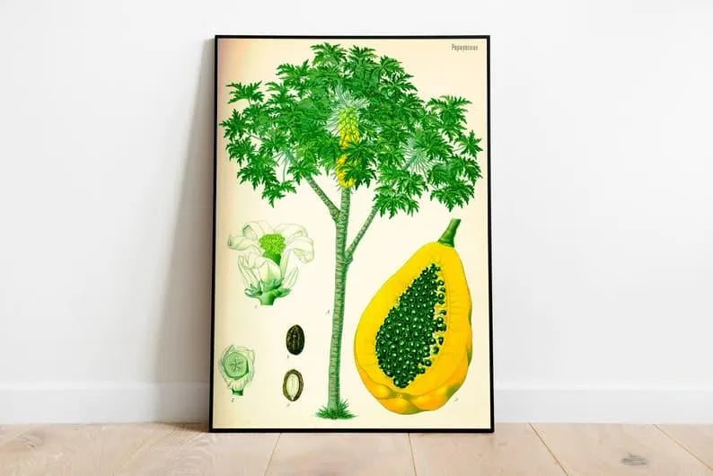 Papaya Wall Print| Botanical Wall Art