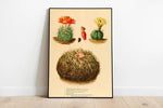 Cactus Wall Print| Botanical Wall Art