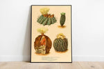 Cactus Wall Print| Botanical Wall Art