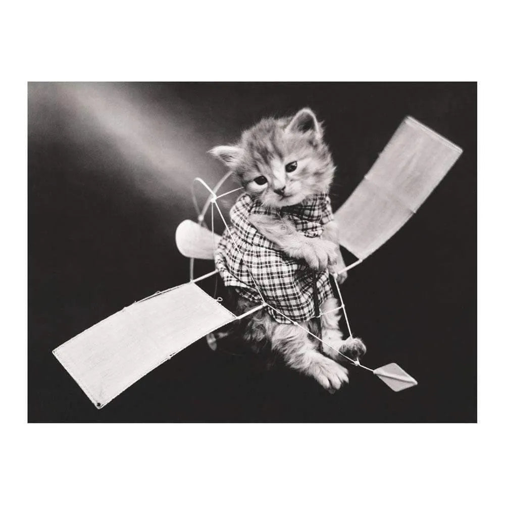 Classic Vintage Cat Memes DIY Greeting Card Folio