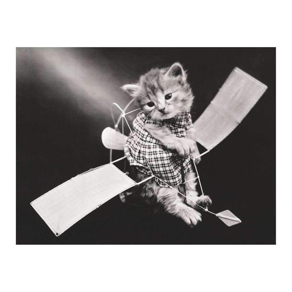 Classic Vintage Cat Memes DIY Greeting Card Folio Classic Vintage Cat Memes DIY Greeting Card Folio Classic Vintage Cat Memes DIY Greeting Card Folio 