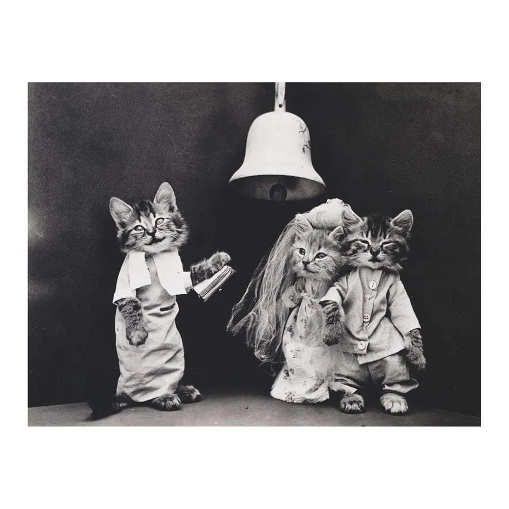 Classic Vintage Cat Memes DIY Greeting Card Folio 