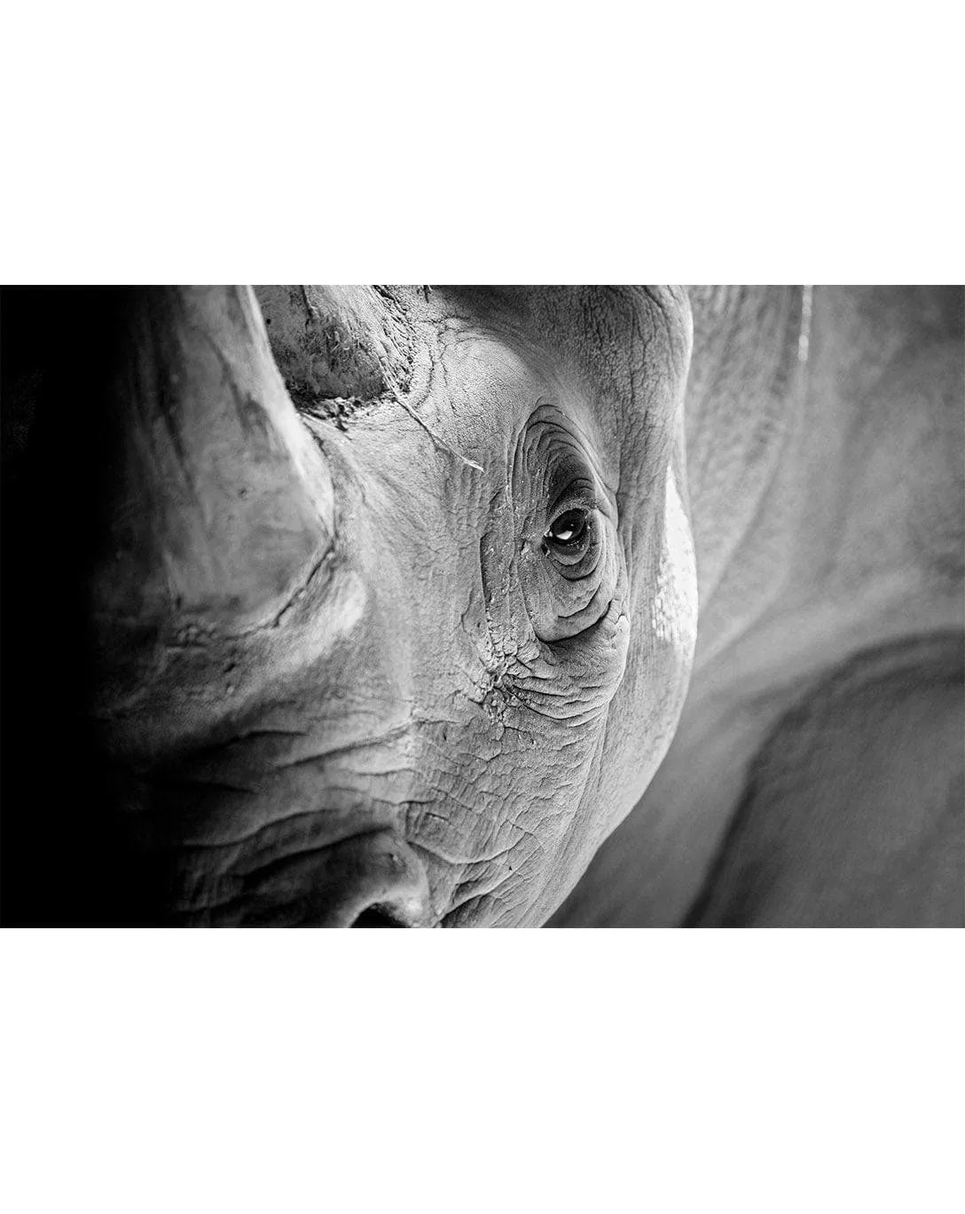 Close Up Black and White Rhino Wall Mural