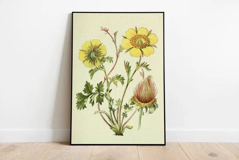 Creeping Avens Wall Print| Botanical Wall Art