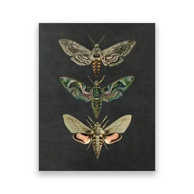 Dramatic Insect Collection Wall Art Poster Print Butterflies