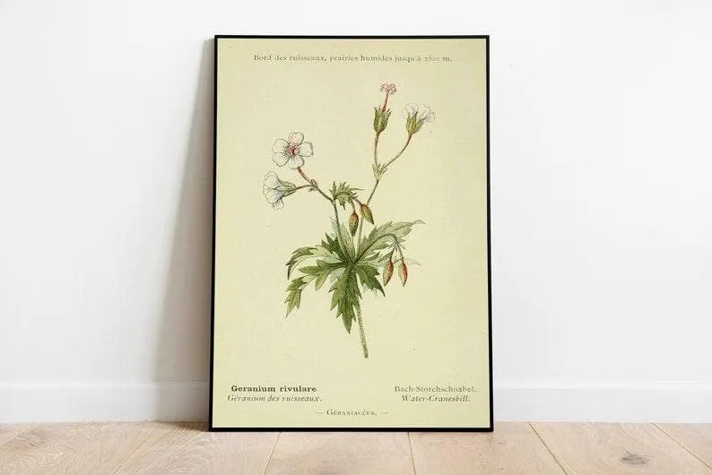 Cranesbill Flower Wall Print| Botanical Wall Art