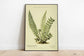 Fern Wall Print| Botanical Wall Art