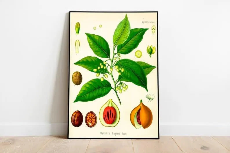 Nutmeg Wall Print| Botanical Wall Art