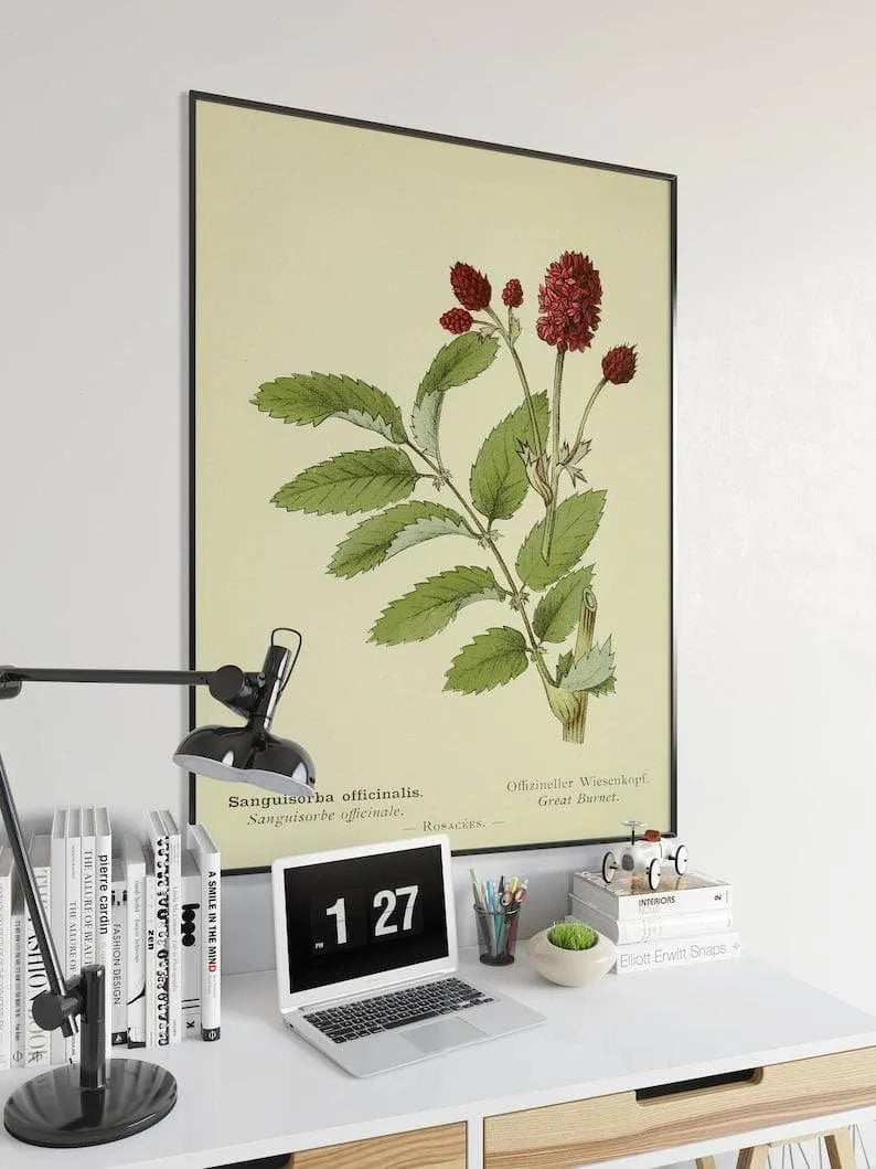 Great Burnet Flower Wall Print| Botanical Wall Art