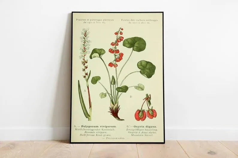 Mountain Sorrel Wall Print| Botanical Wall Art