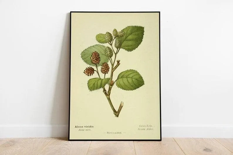 Green Alder Flower Wall Print| Botanical Wall Art