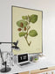 Green Alder Flower Wall Print| Botanical Wall Art