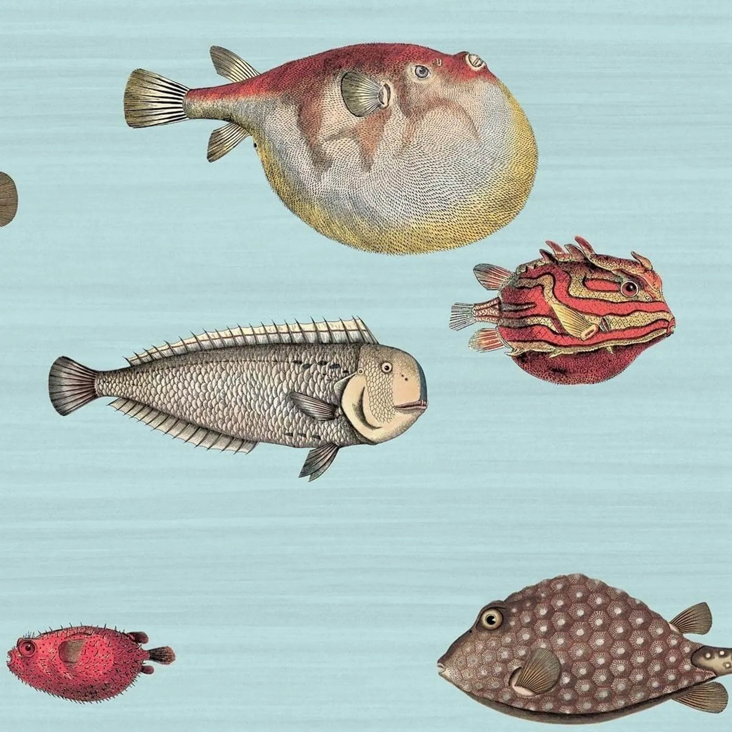 Illustrations of various fish species on a light blue background