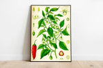 Chili Pepper Wall Print| Botanical Wall Art