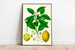 Lemon Wall Print| Botanical Wall Art