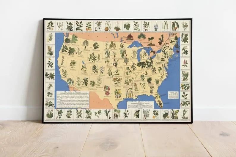 Medicinal Plant Map of the United States of America| Pictoral Map